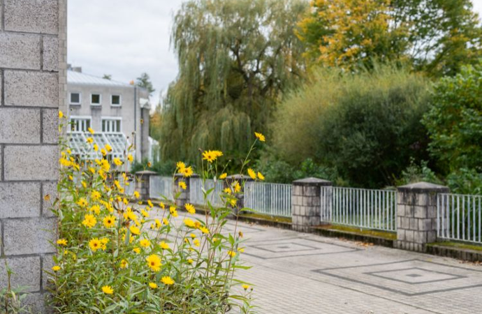 Gelbe Stauden an der Ecke des Schulgebäudes.